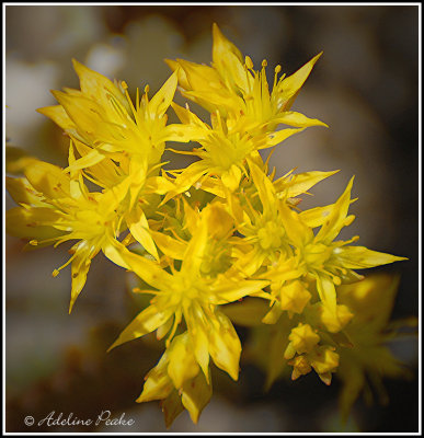 Plower unknown