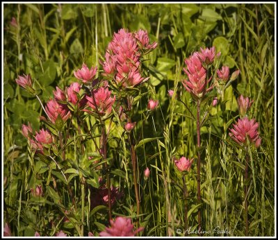 Pink Indian Paint Brush