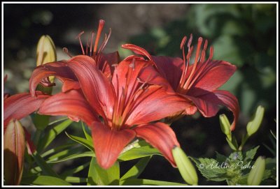 Lily