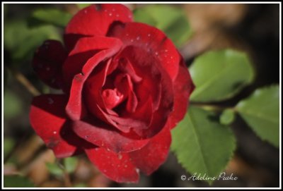 Red Rose