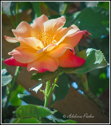 Yellow Shades of Red Rose