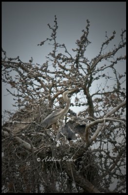 Great Blue Heron and Chicks