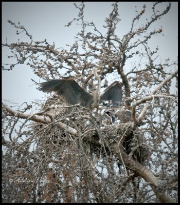 Great Blue Heron