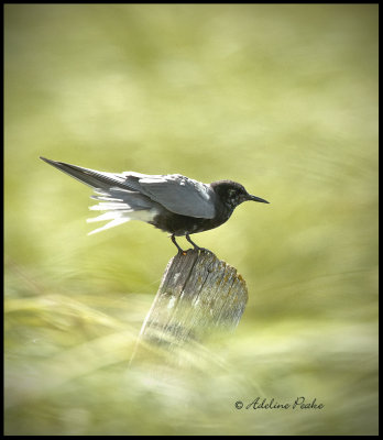 Black Tern