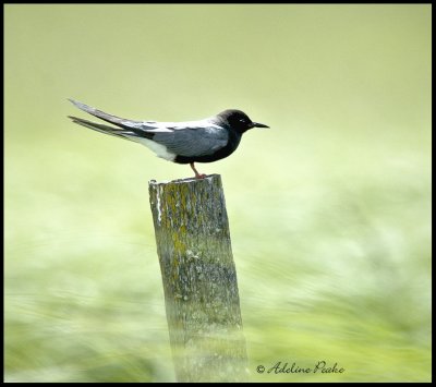 Black Tern