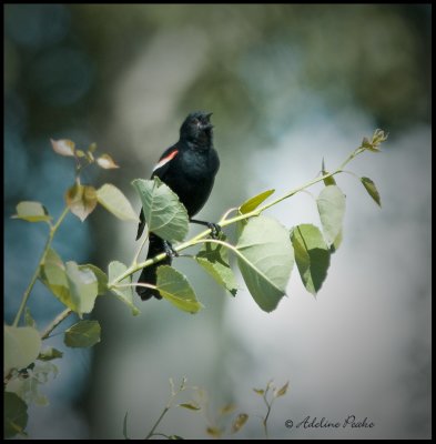 Male Red -winged Blackbird