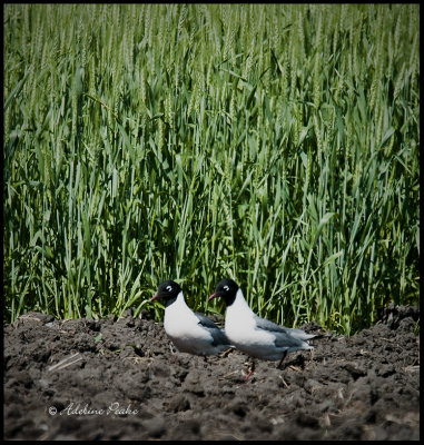 Franklin's Gulls