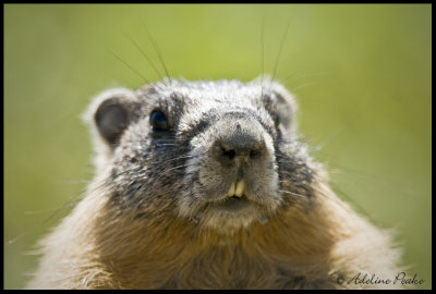 Hoary Marmot