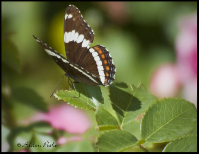 White Admiral