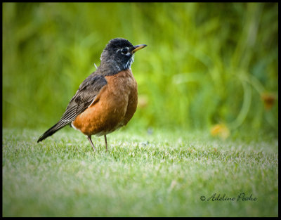 American Robin