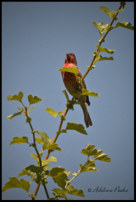 House Finch