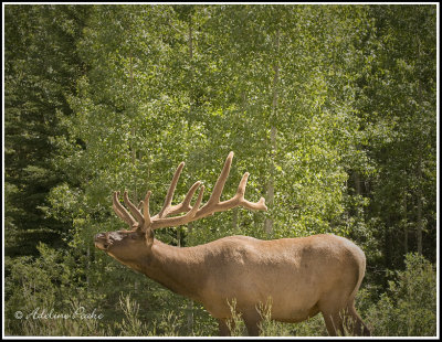 Wapiti