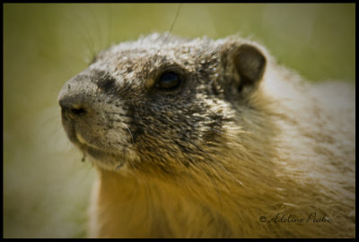 Hoary Marmot