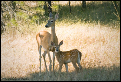 Deer and Fawn