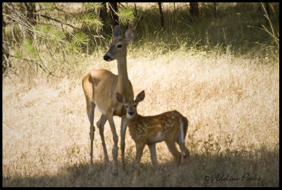 Deer and Fawn