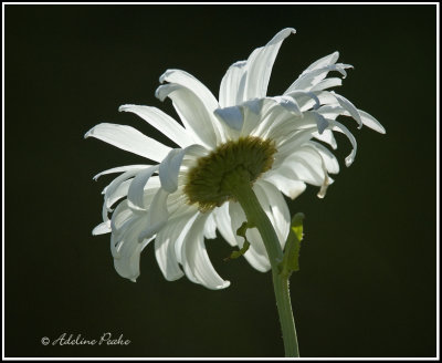 Backlit Daisy