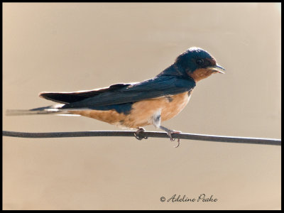 Barn Swallow