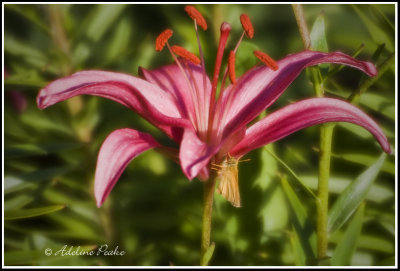 Garita Skipperling on a Lily