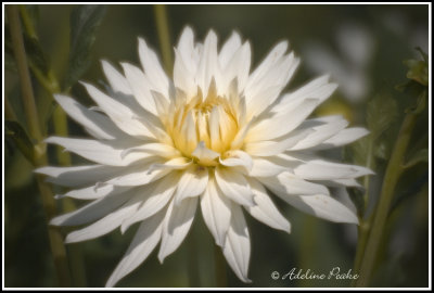 White Dahlia