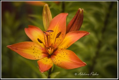 Burnt Orange Lily