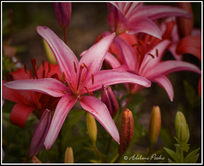 Dark Pink Lily