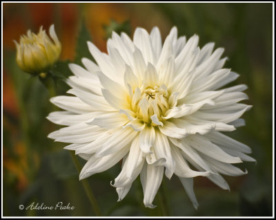 White Dahlia