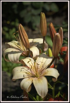 Cream Lily