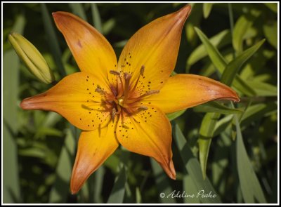 Deep Yellow Lily