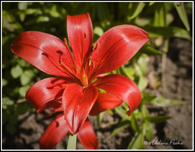 REd-Orange Lily