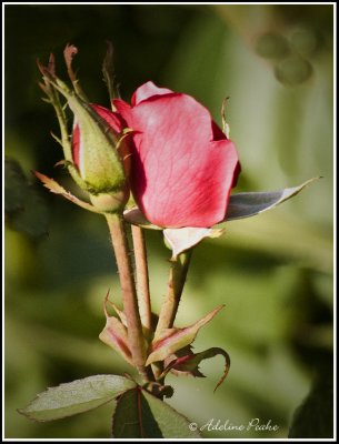 A Rose and Two Buds