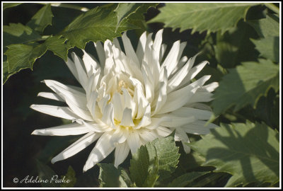 White Dahlia