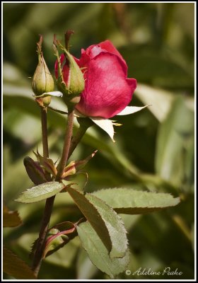 A Rose and Two Buds