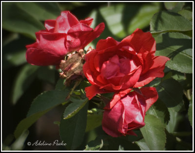 Three Roses