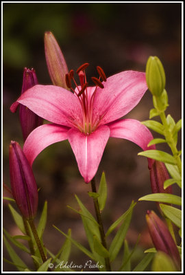 Dark Pink Lily