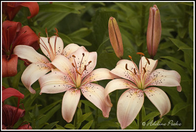 White Lilies