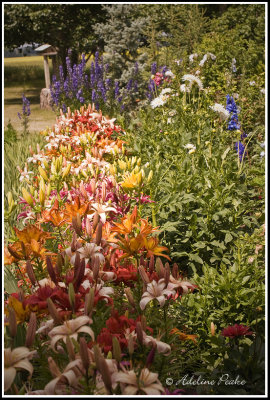 My flower garden in July