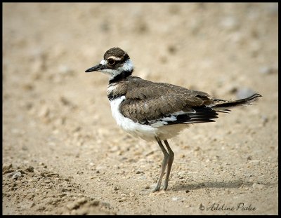 Juvenile Killdeer