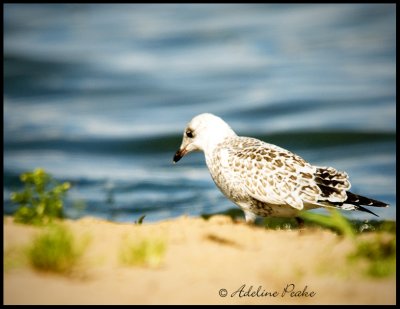 Juvenile Ring-billed Gull