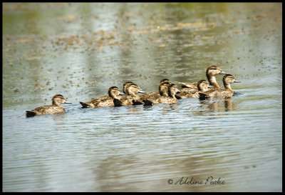 Unidentified Duck Family