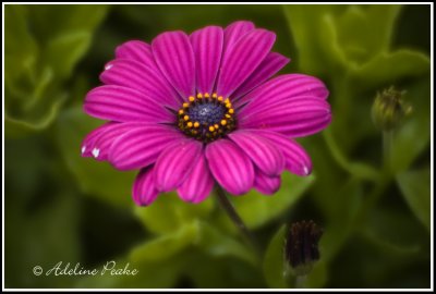 Unknown Flower