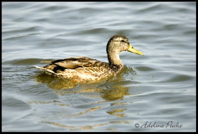 Female Mallard-fall