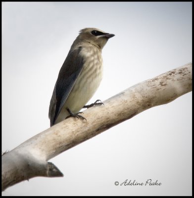 Juvenile Cedar Waxwing