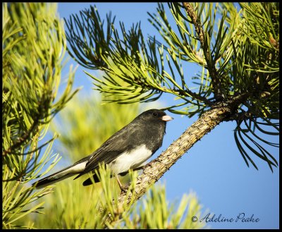 Dark-eyed Junco