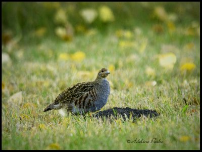 Gray Partridge