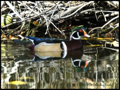 Wood Duck