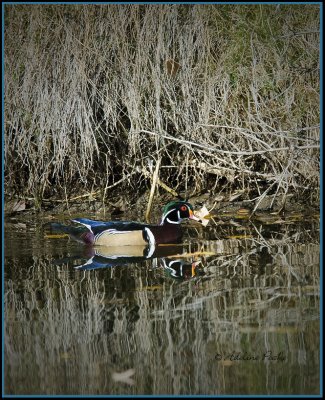 Wood Duck