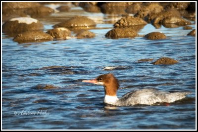 Female Common Merganser