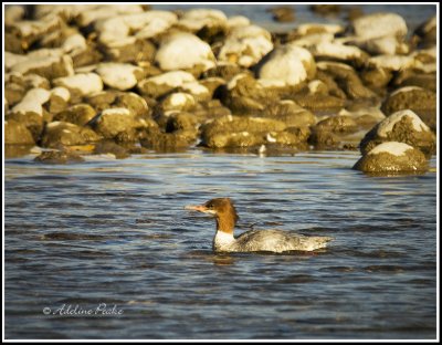 Common Merganser