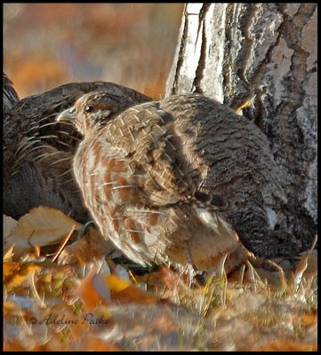 Gray Partridge