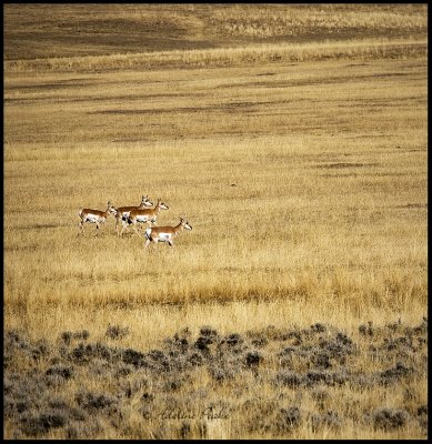 Antelope